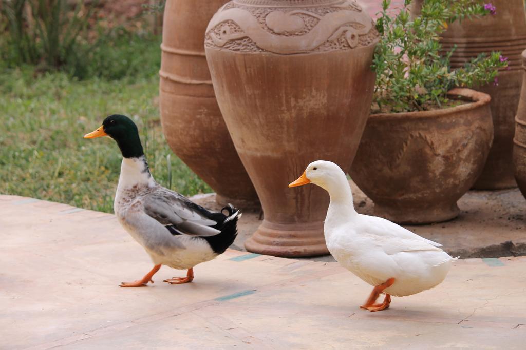 Ecolodge Bab El Oued Maroc Oasis Agdz Esterno foto