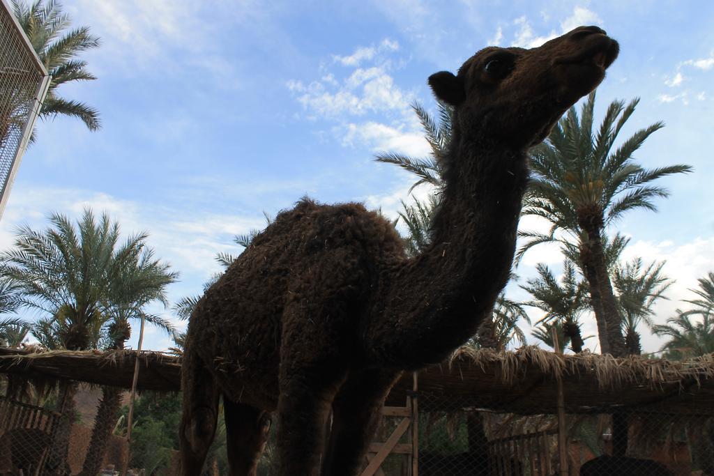 Ecolodge Bab El Oued Maroc Oasis Agdz Esterno foto